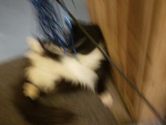 -猫色咖啡·猫咖