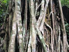 -西双版纳原始森林公园
