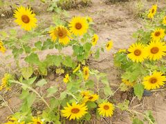 -汉长安城未央宫国家考古遗址公园