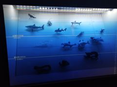 -同济大学四平路校区深海探索馆