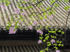 -大觉寺-停车场