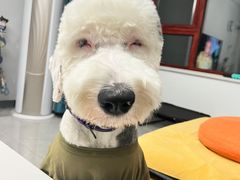 -宠福鑫康馨动物医院·骨科·眼科