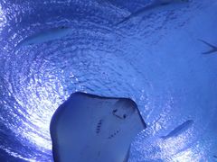 -海合安武汉极地海洋公园