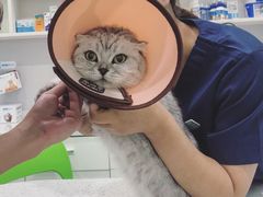 -佳雯宠物医院(金华南路分院)