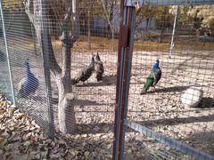 -哈密回王府景区