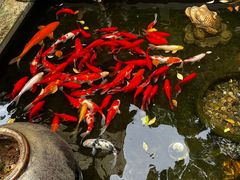 -野蔓果·山野菜(西湖景区·龙井茶田店)