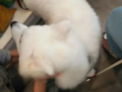 -PETKIT小佩宠物(古北店)