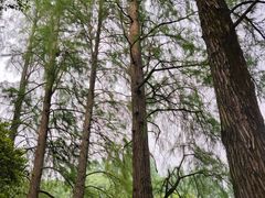 -杭州植物园