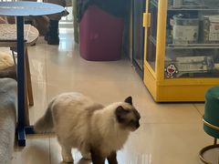 -平行世界·猫咖(首经贸店)