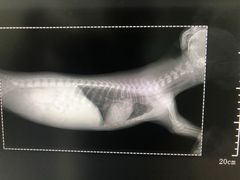 -特一安24小时宠物医院·骨科·中兽医