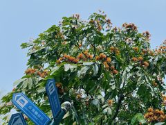 -晓港公园