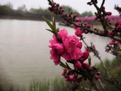 -塘沽森林公园