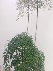 -HEYAN荷妍专业脱毛连锁机构