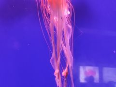 -深圳野生动物园