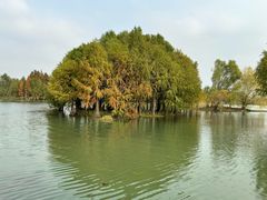 -贡湖湾湿地公园