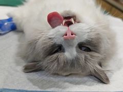 -瑞派名望24h动物医院异宠专科·猫专科·骨科·重症监护分院