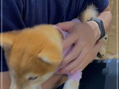 -逗柴咖啡屋·狗咖猫咖宠物桌游