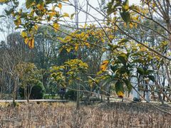 -昆山城市生态森林公园