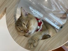 -COLOR PETS 撸猫馆·购猫·猫咖(长风大悦城店)