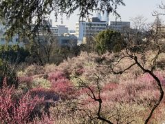 -南京古林公园