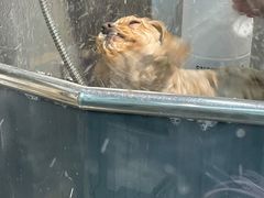 -PETKIT小佩宠物(古北店)