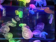 -太平洋海底世界