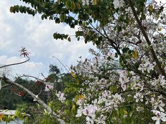 -普洱太阳河森林公园