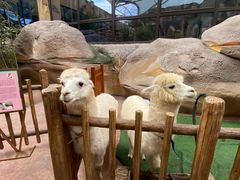 -杭州开元森泊度假乐园