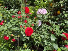 -金陵花卉交易市场