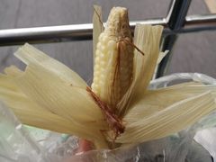 -西双版纳原始森林公园