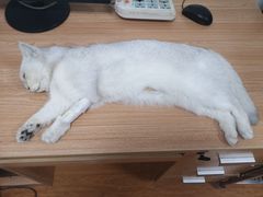 -北京观赏动物医院·24小时大型综合·猫专科·异宠专科
