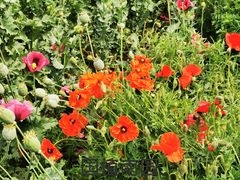 -国家植物园南园