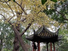 -秋霞圃