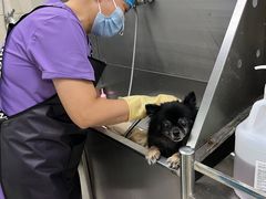 -北京观赏动物医院·24小时大型综合·猫专科·异宠专科