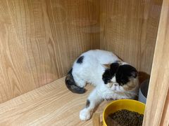 -啵啵喵·猫咖(攀华国际店)