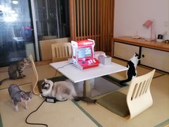 -猫在这儿猫咪咖啡馆·撸猫馆