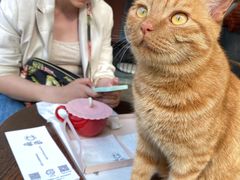 -喵屿·大理花园猫咖