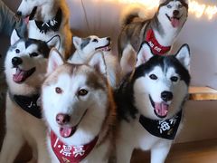 -Husky Go! 哈士奇体验馆·宠物咖啡厅狗咖