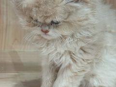 -爪爪喵星球·猫舍(卓悦中心店)