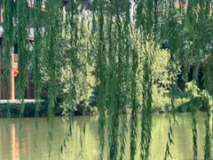 -长兴太湖图影湿地文化园