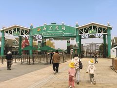 -荷兰花海