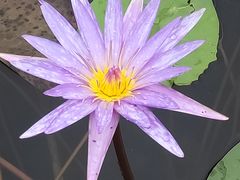 -西湖国宾馆·紫薇厅