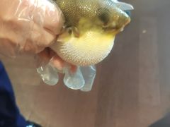 -肆月河豚·淮扬菜·湘菜(华天店)