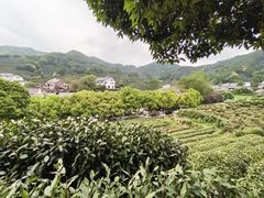 -龙井村