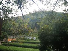 -随意茶庄·地道杭帮农家菜(梅家坞店)
