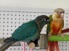 -吉丁鸟咖·异宠·寄养