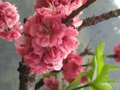 -南国桃园旅游度假区