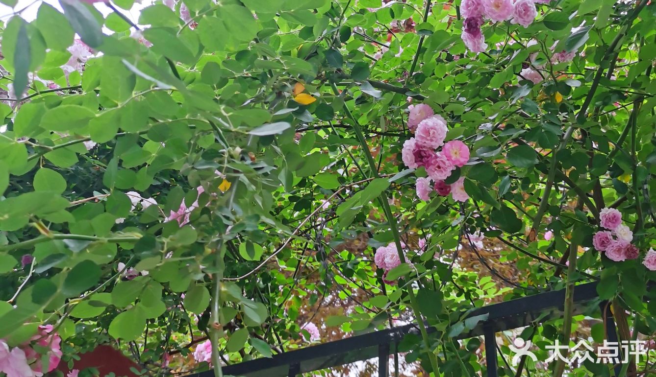 蔷薇花开~出墙来