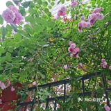 蔷薇花开~出墙来