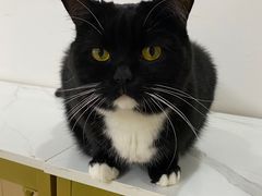 -鼓捣猫呢主题猫咖店
